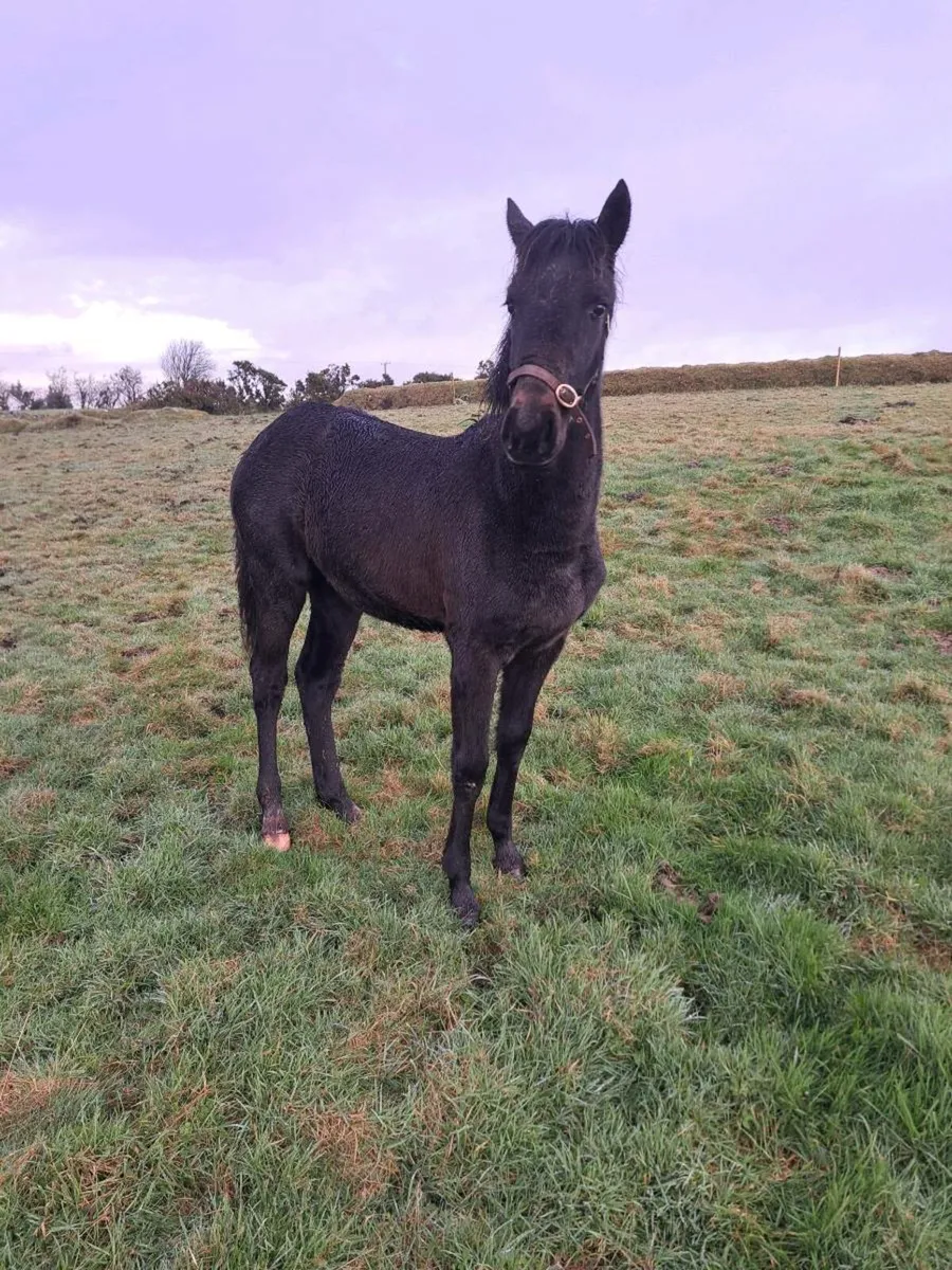 Silgo Candy boy filly foal - Image 4