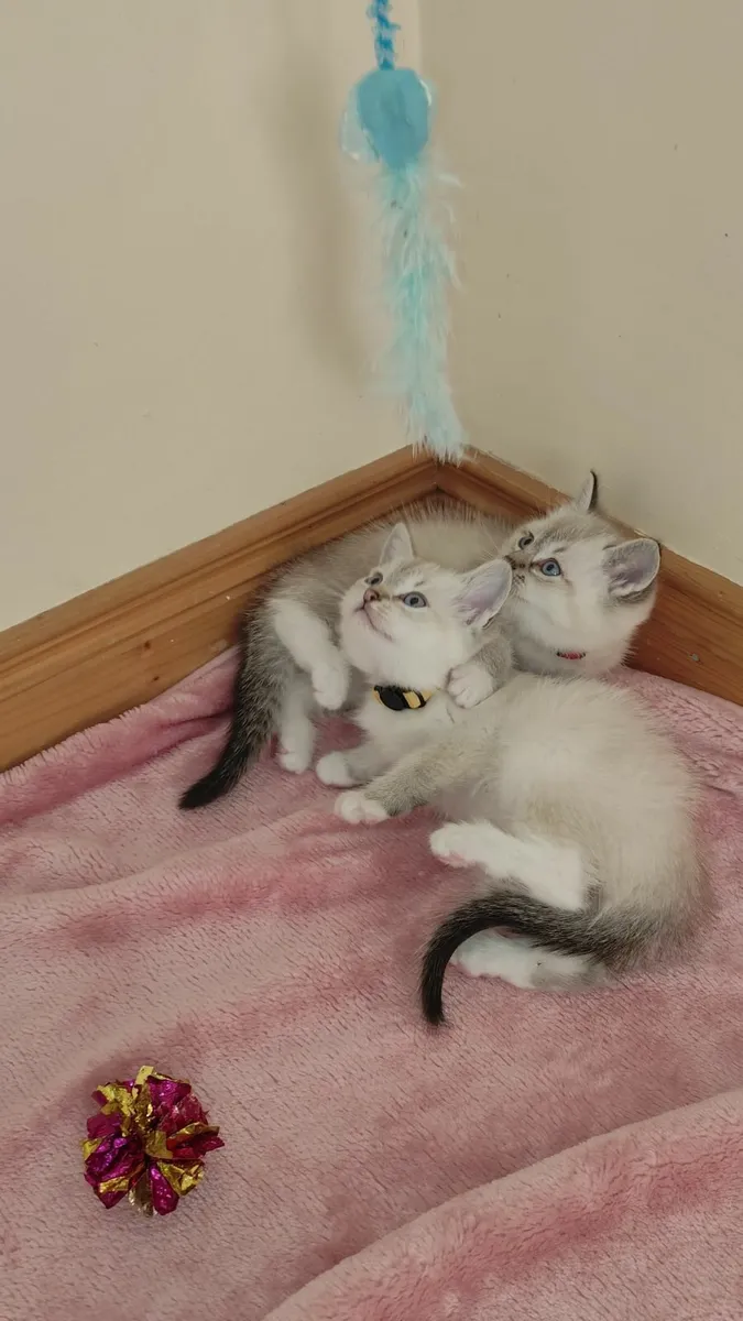 Two beautiful ragdoll x kittens - Image 1