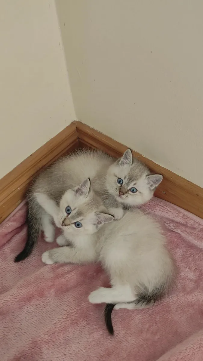 Two beautiful ragdoll x kittens - Image 2