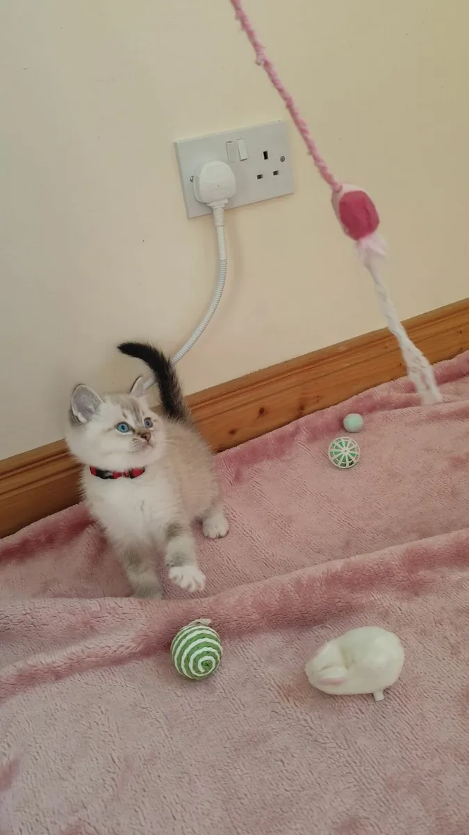 Two beautiful ragdoll x kittens - Image 3