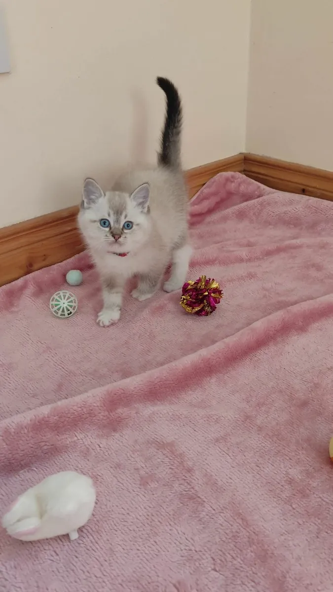 Two beautiful ragdoll x kittens - Image 4