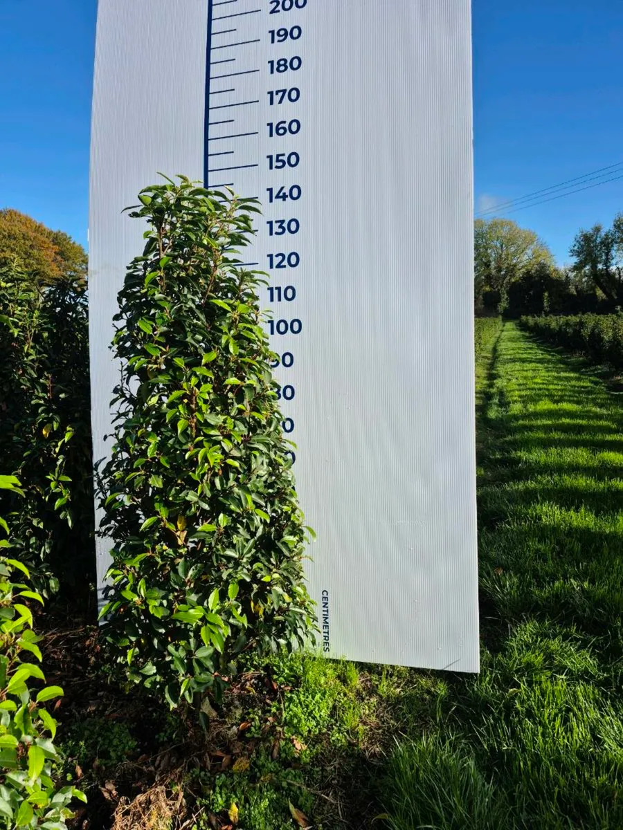 Portuguese laurel hedging - Image 3