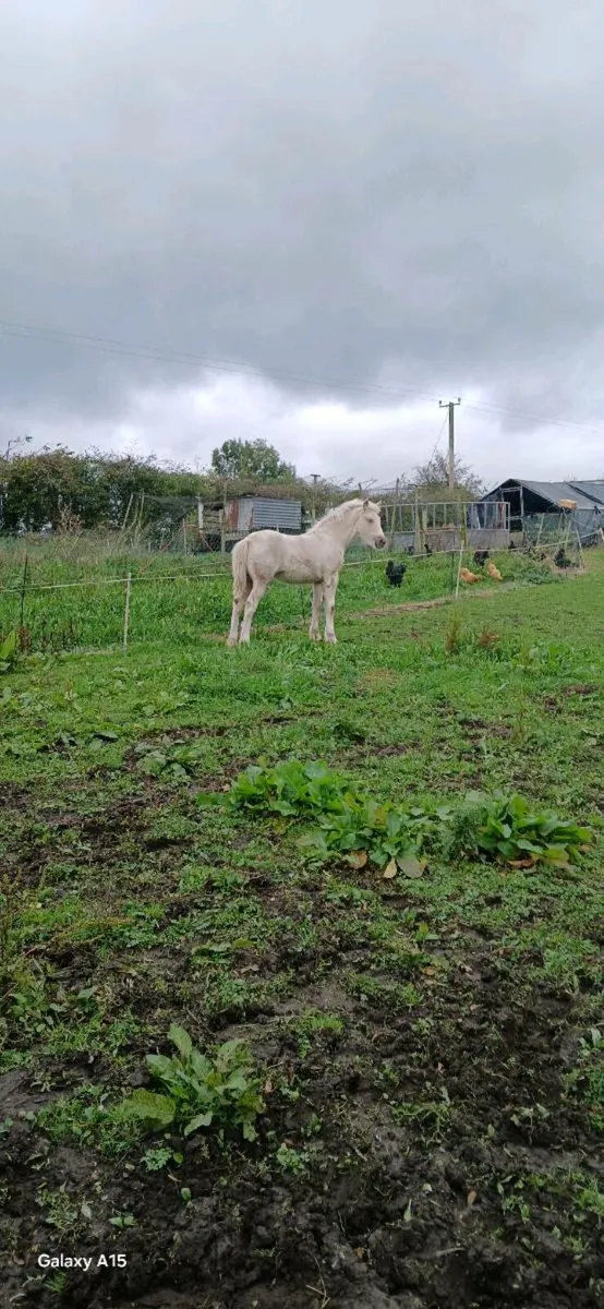 PALOMINO Filly - Image 2