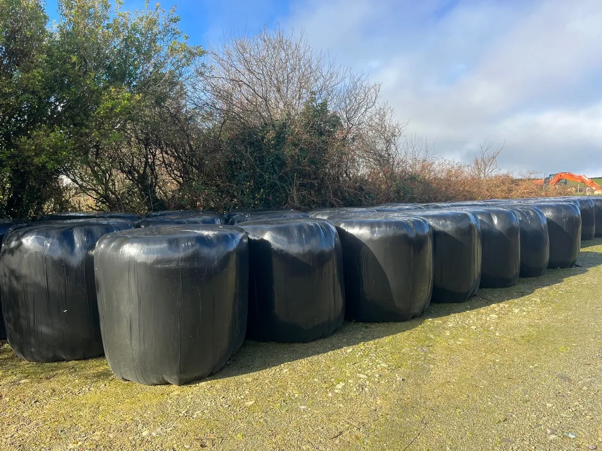 Round bales of silage for sale - Image 1