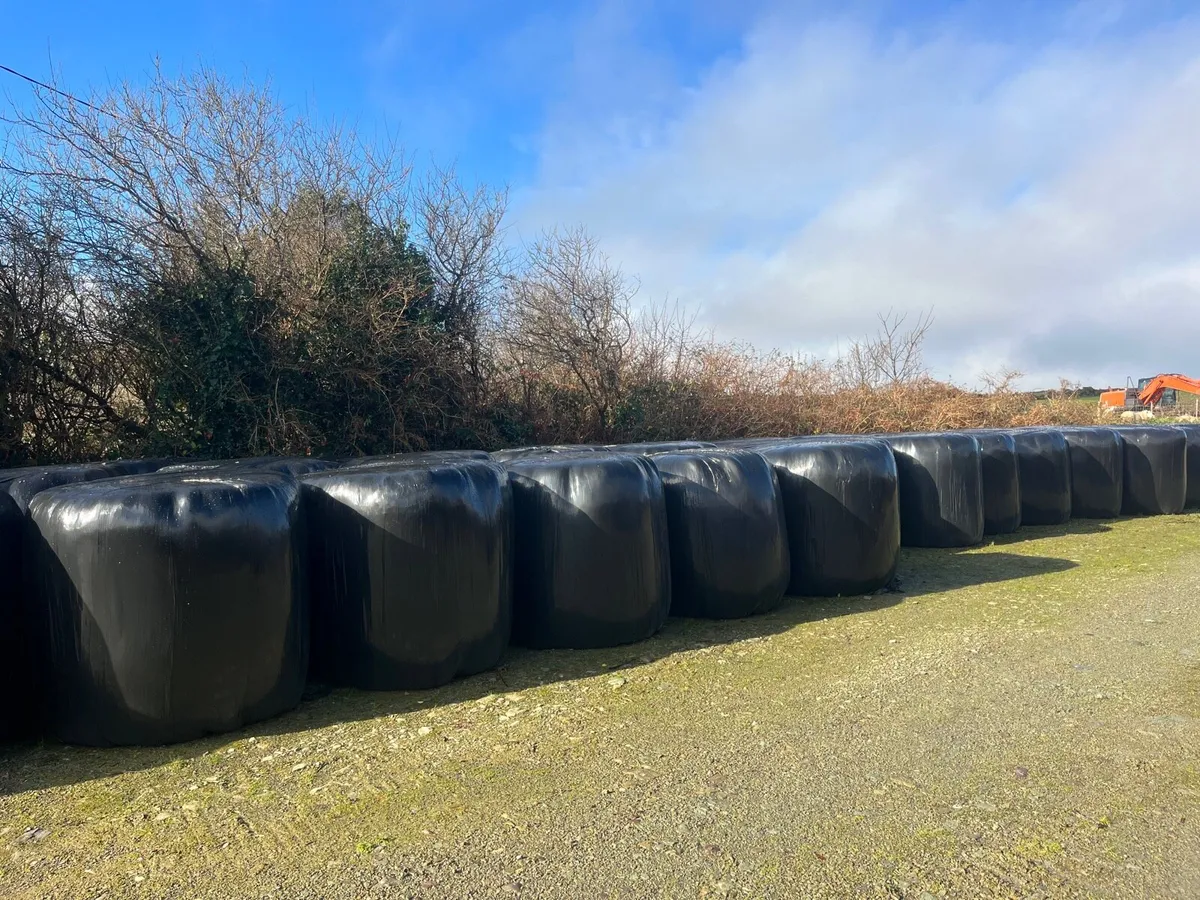 Round bales of silage for sale - Image 2
