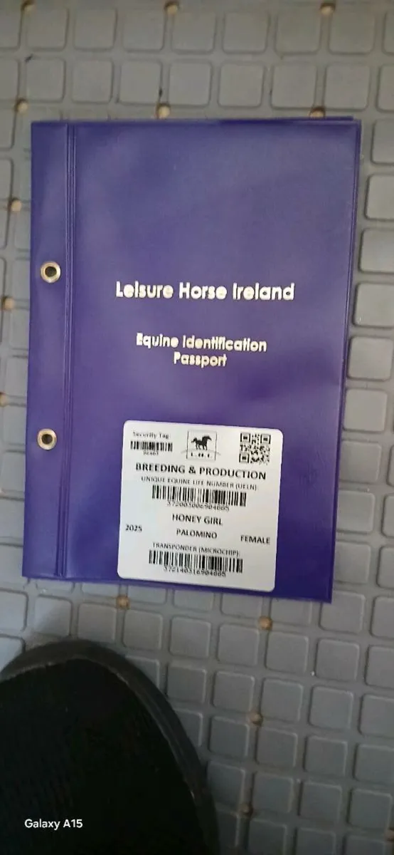 PALOMINO Filly - Image 4