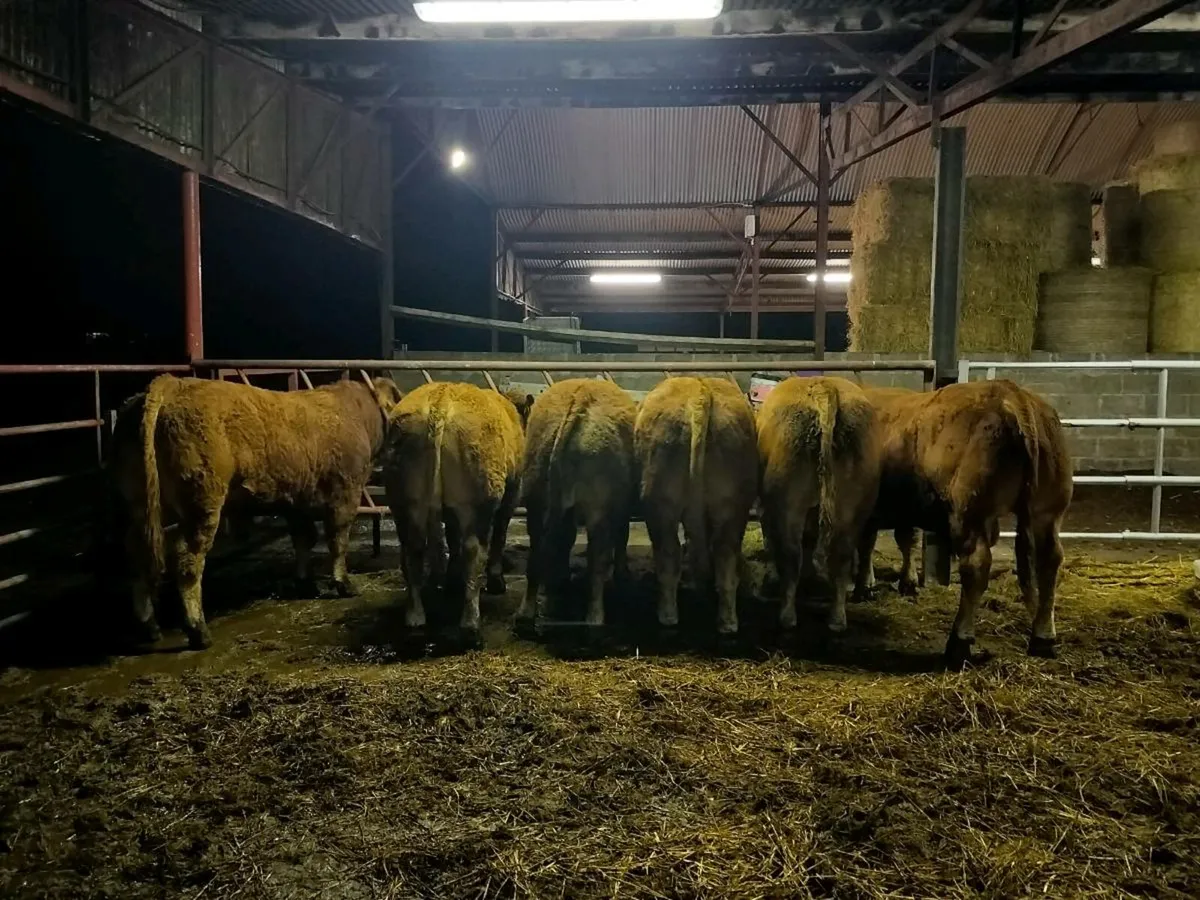 Limousin Bulls - Image 1