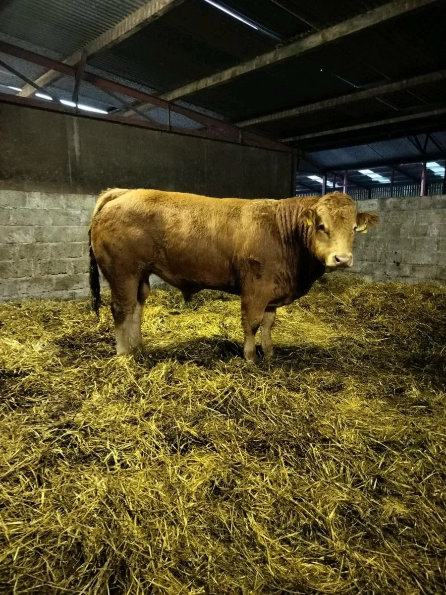 Limousin Bulls - Image 2
