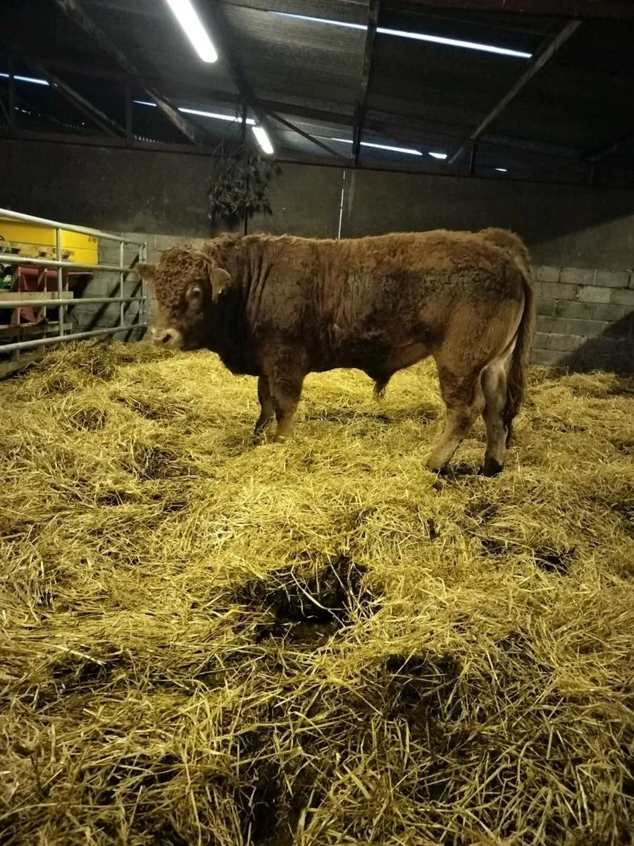 Limousin Bulls - Image 3