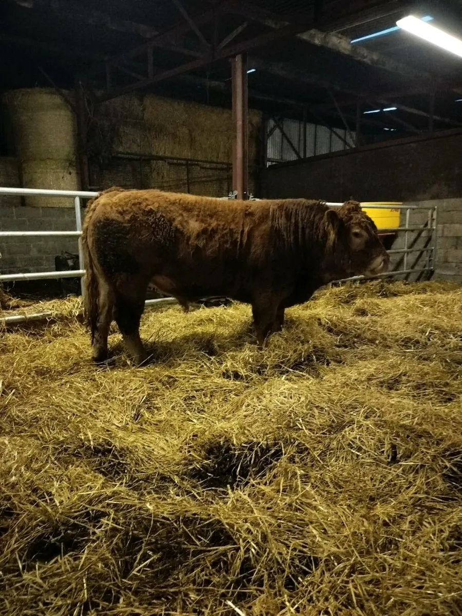 Limousin Bulls - Image 4