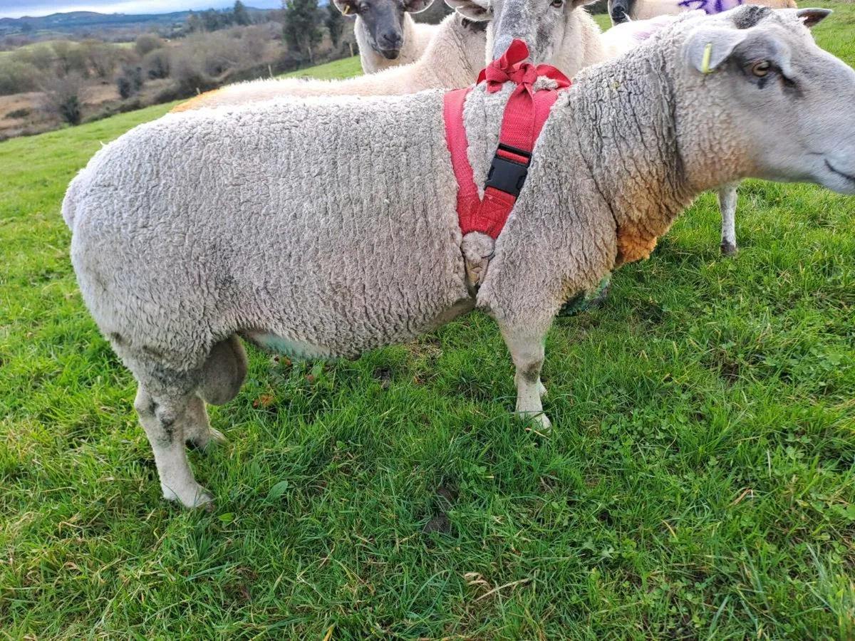 Charolais & Zwarble rams - Image 2