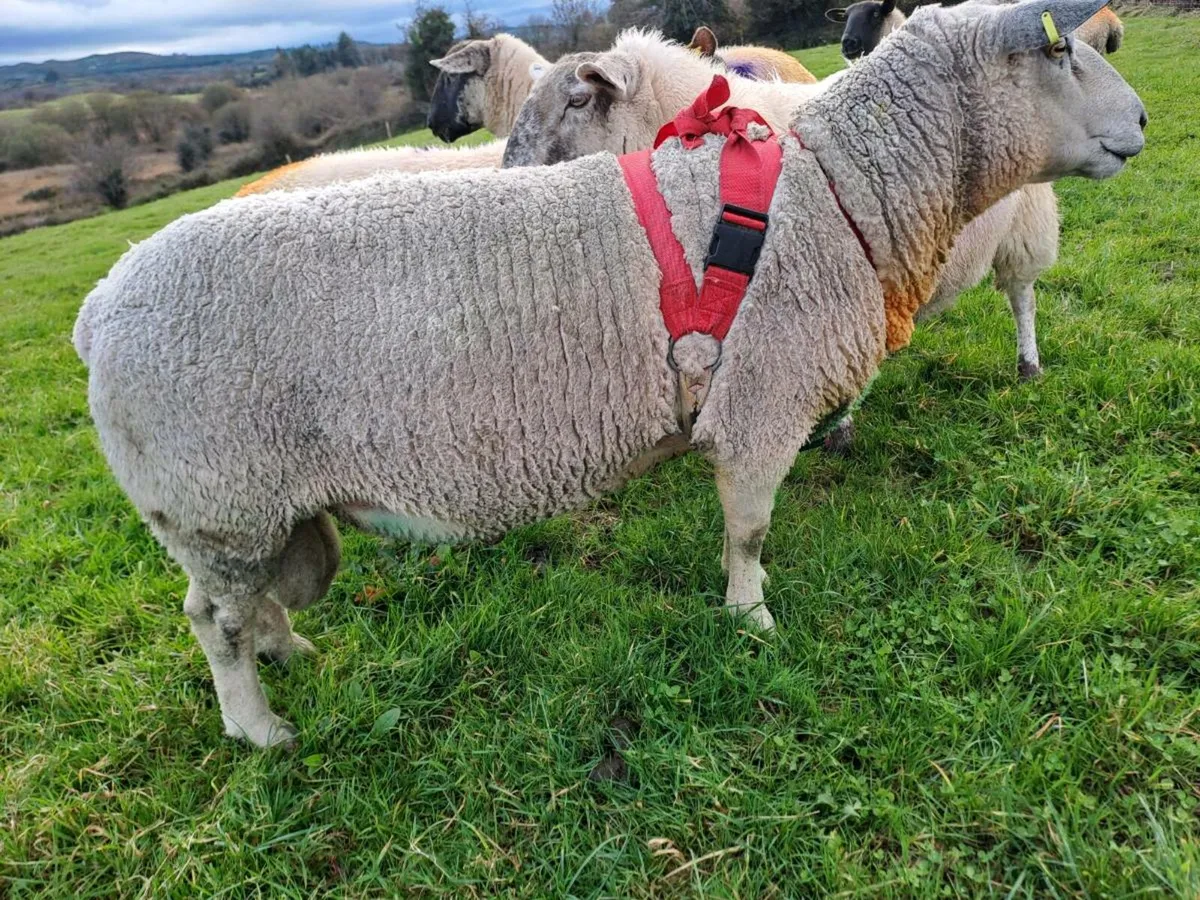 Charolais & Zwarble rams - Image 1
