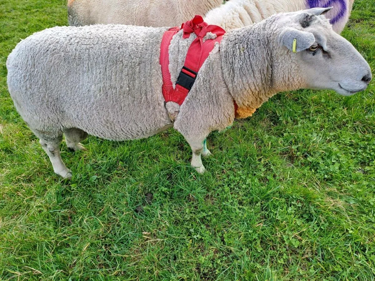 Charolais & Zwarble rams - Image 3