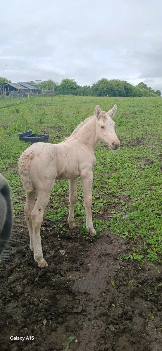 PALOMINO Filly - Image 1