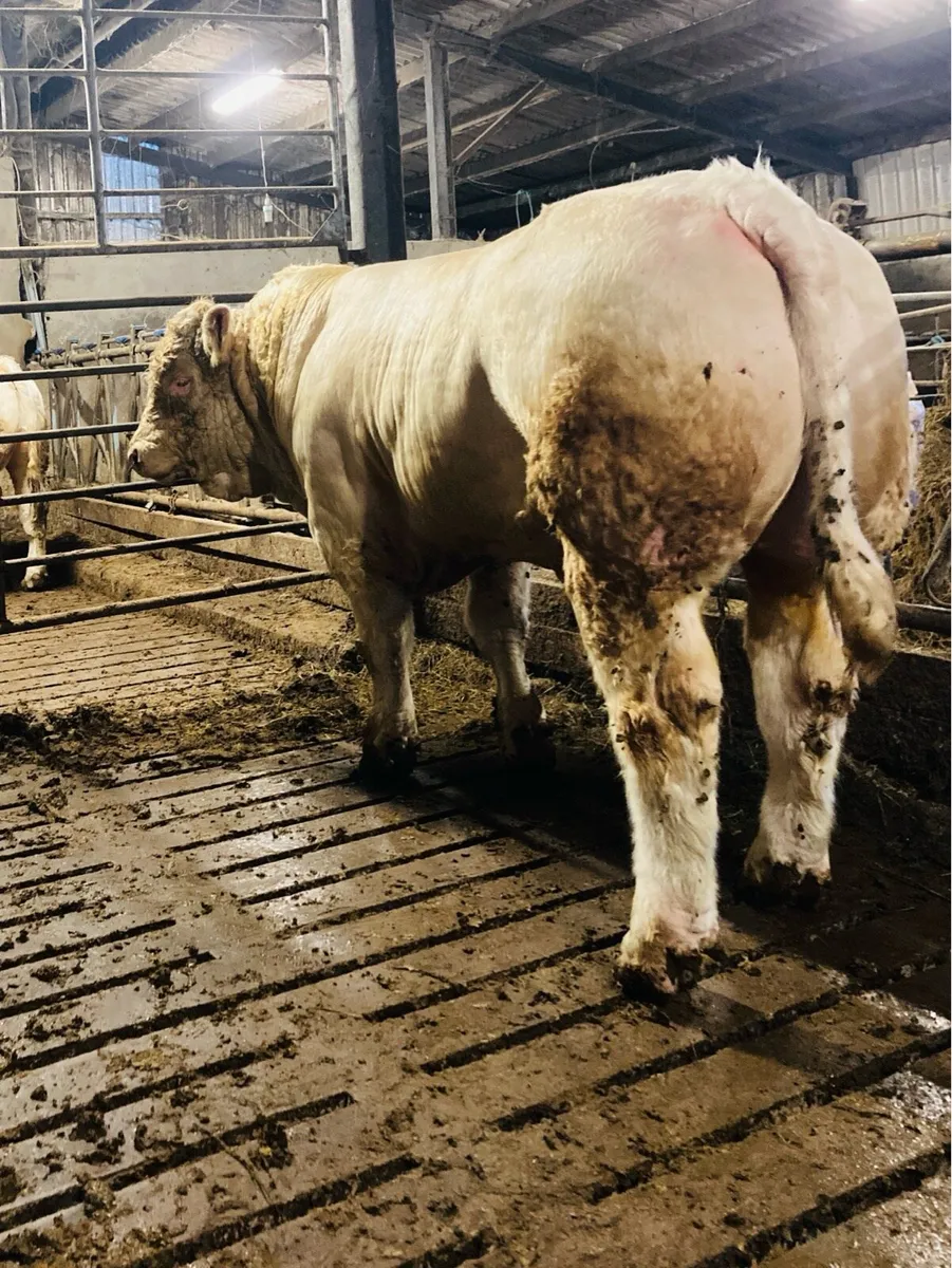 💥 PBR Charolais Bulls 💥 - Image 2