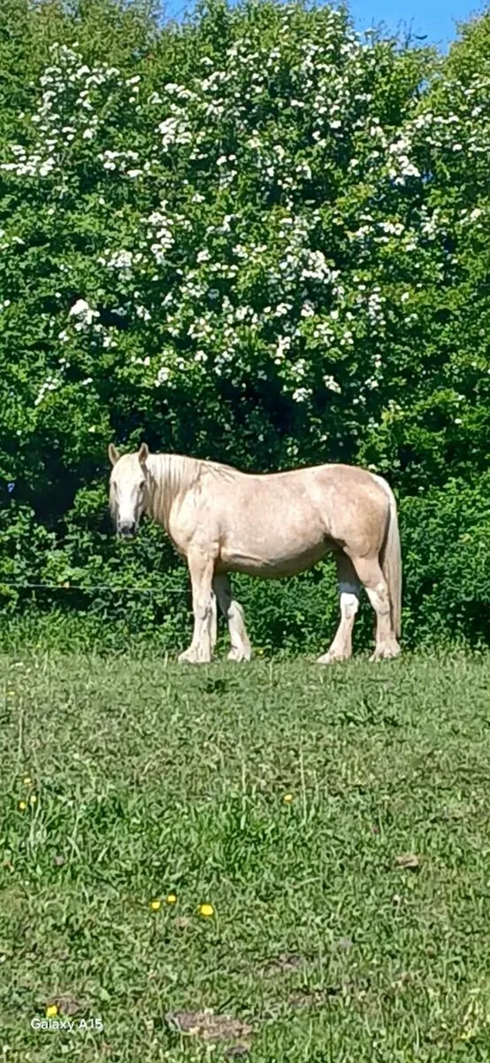 PALOMINO Filly - Image 3