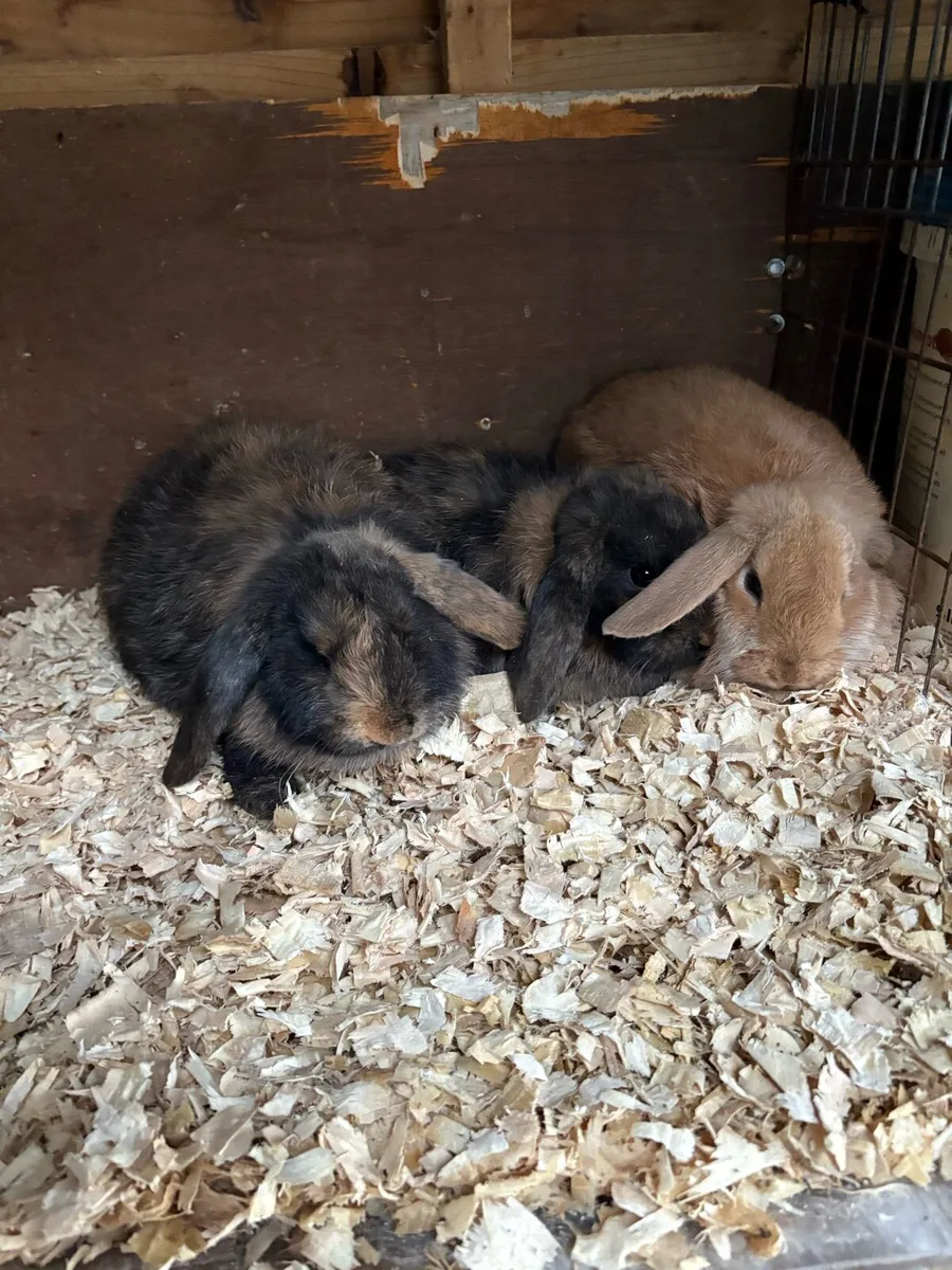 2 Lop rabbits - Image 1