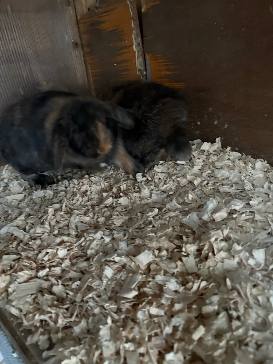 2 Lop rabbits - Image 2