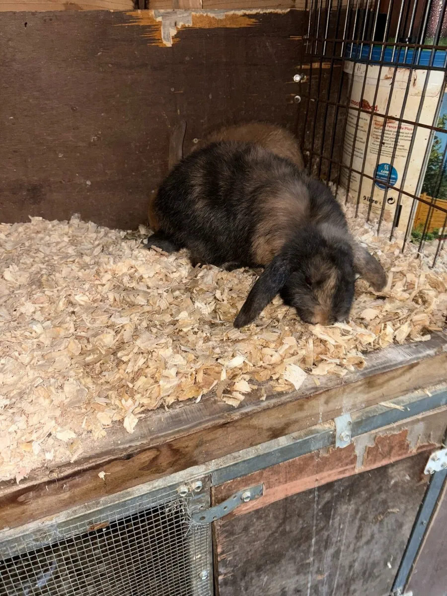 2 Lop rabbits - Image 3