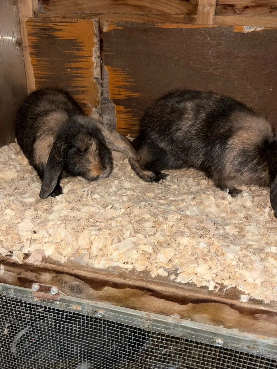 2 Lop rabbits - Image 4