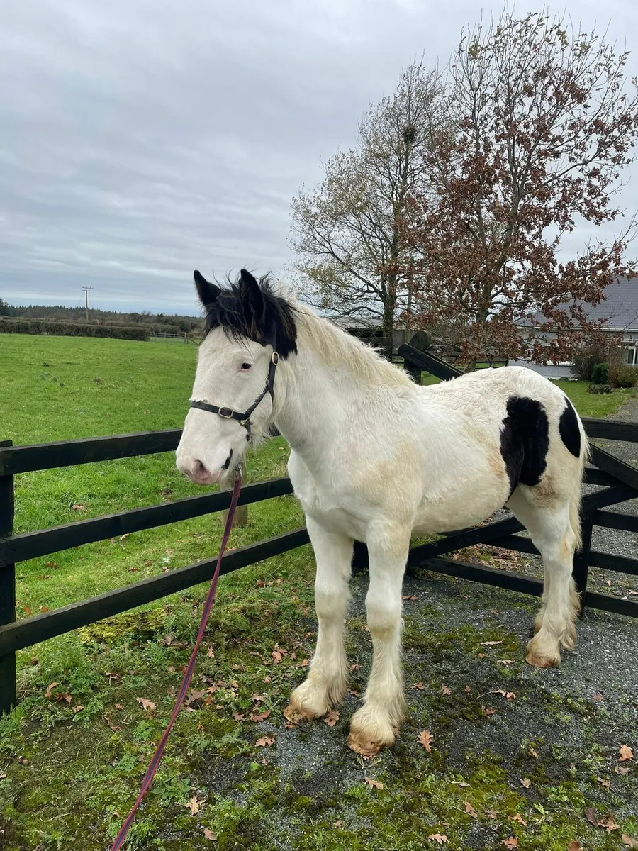 Heavy Cob Colt - Image 2
