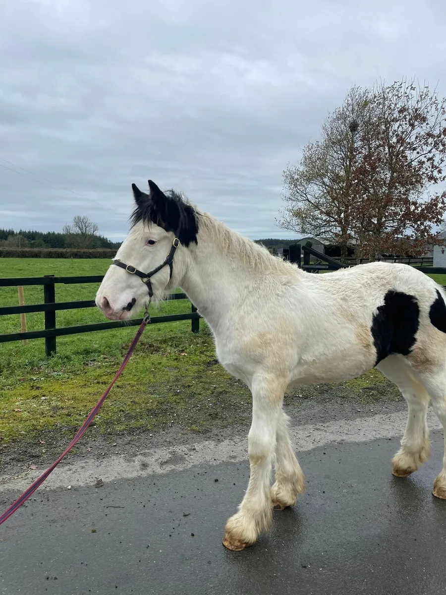 Heavy Cob Colt - Image 3