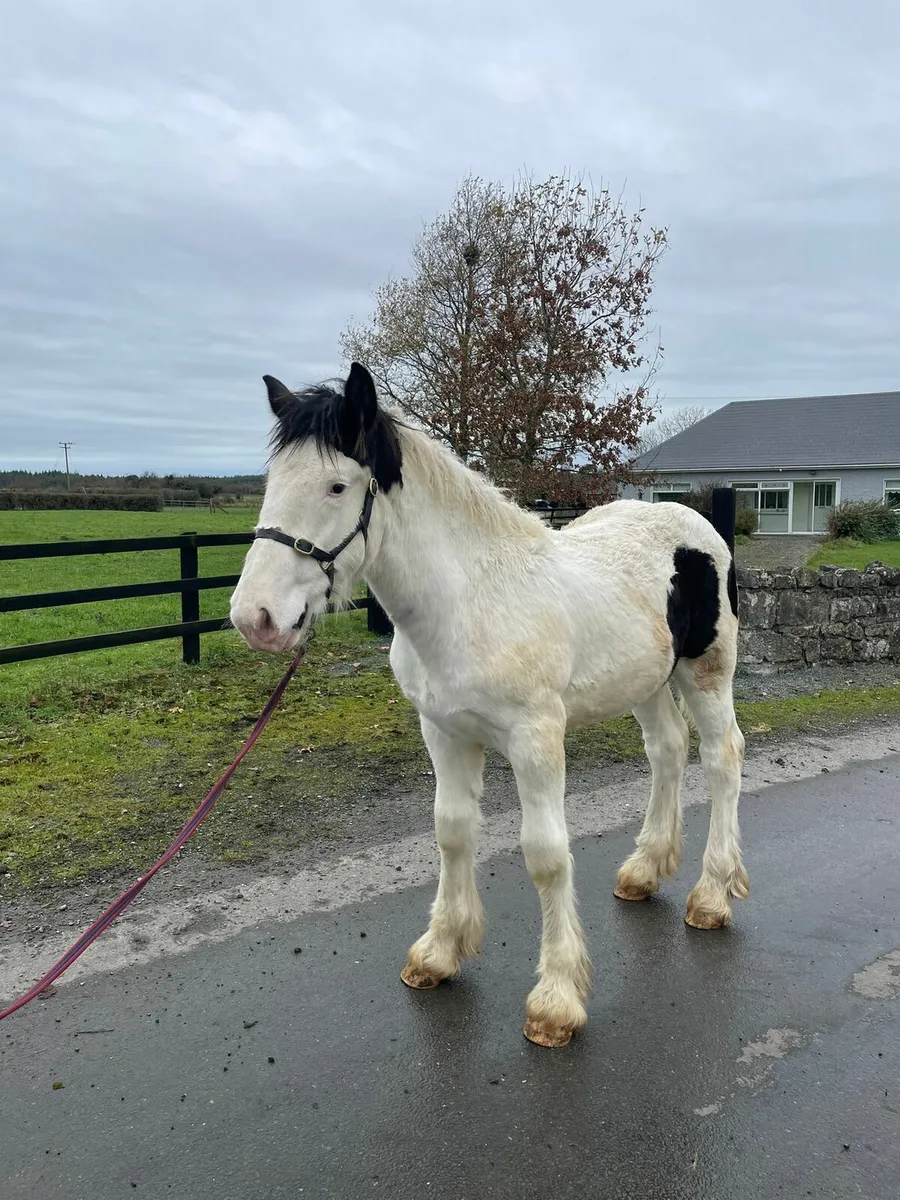 Heavy Cob Colt - Image 4