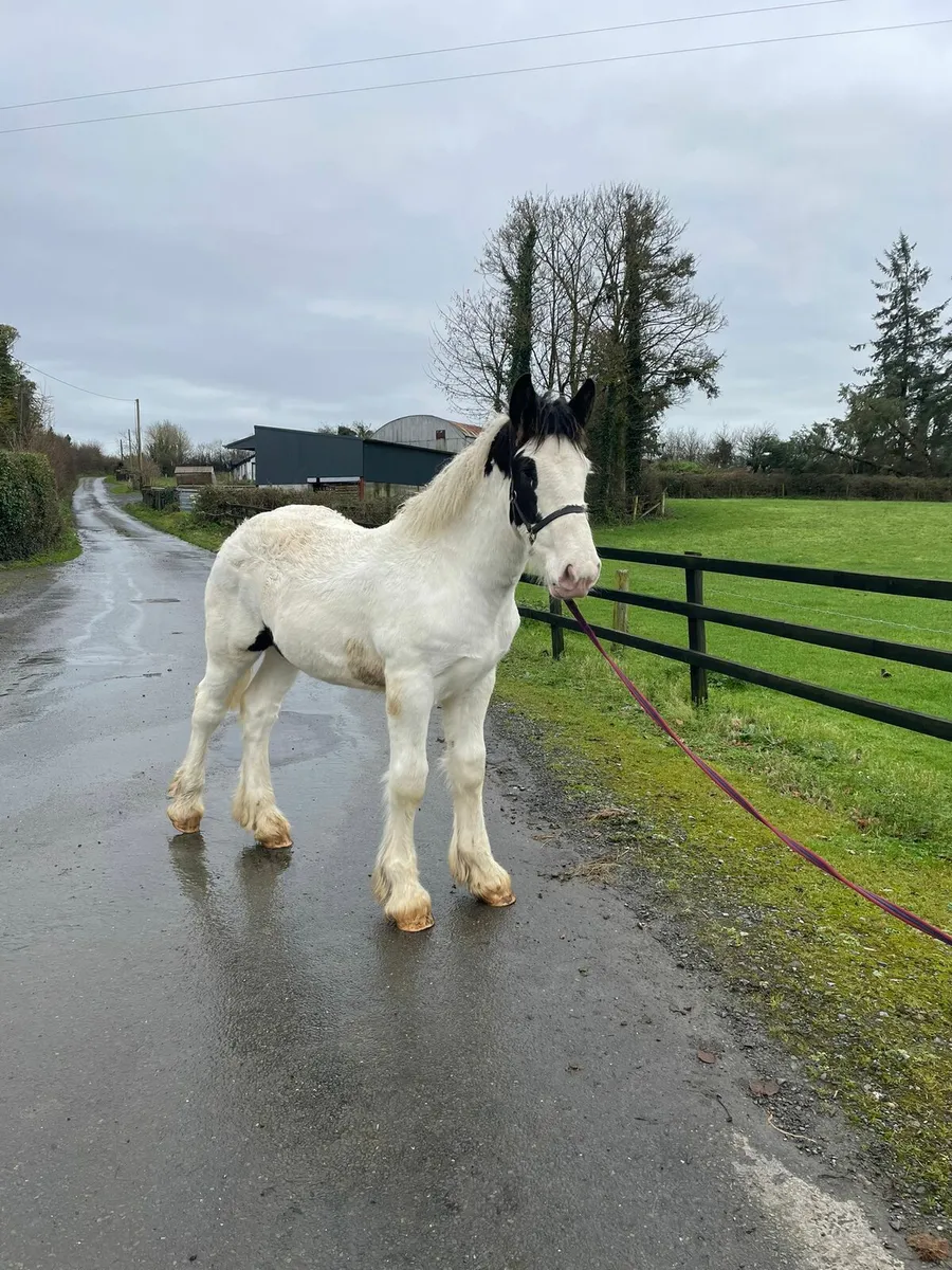 Heavy Cob Colt - Image 1