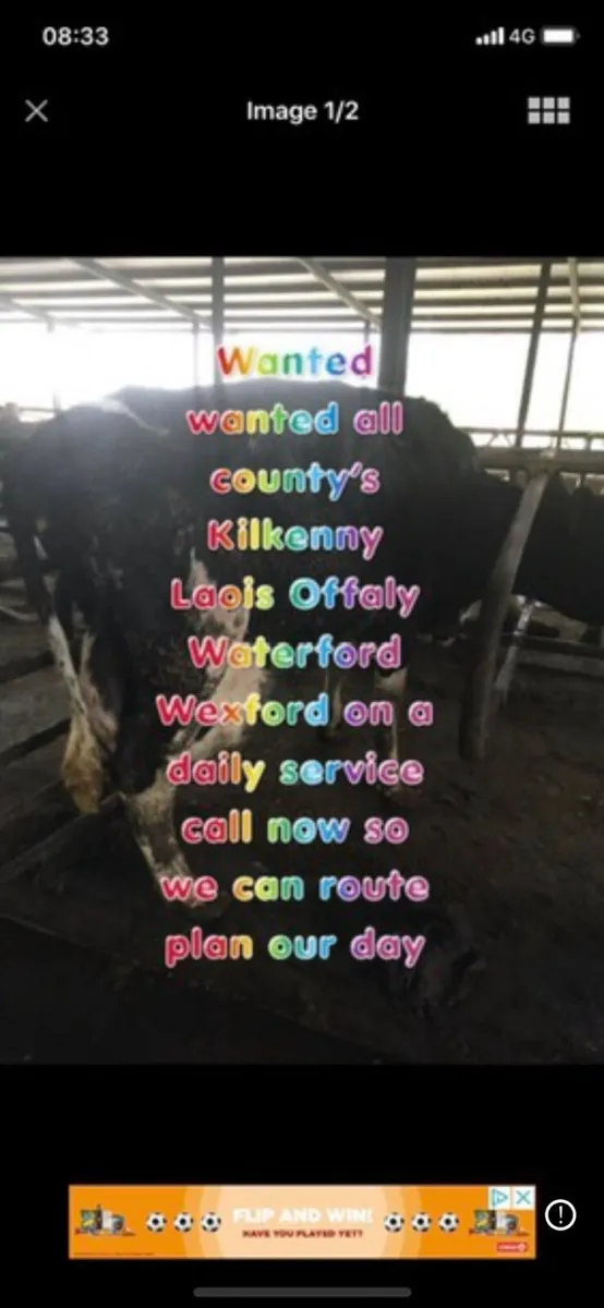 We buy all types of cattle