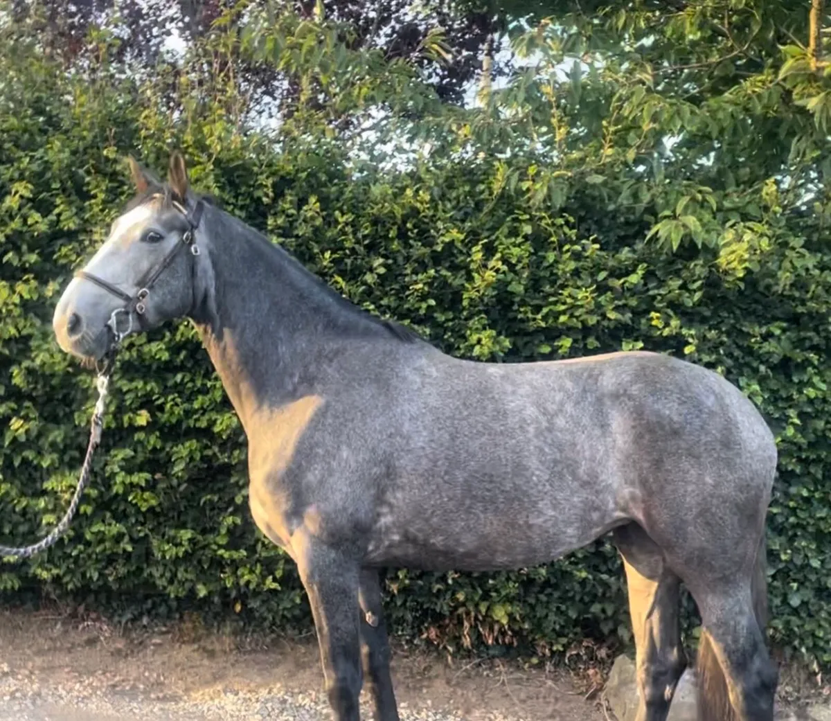 3 yr old Grey Mare - Image 1