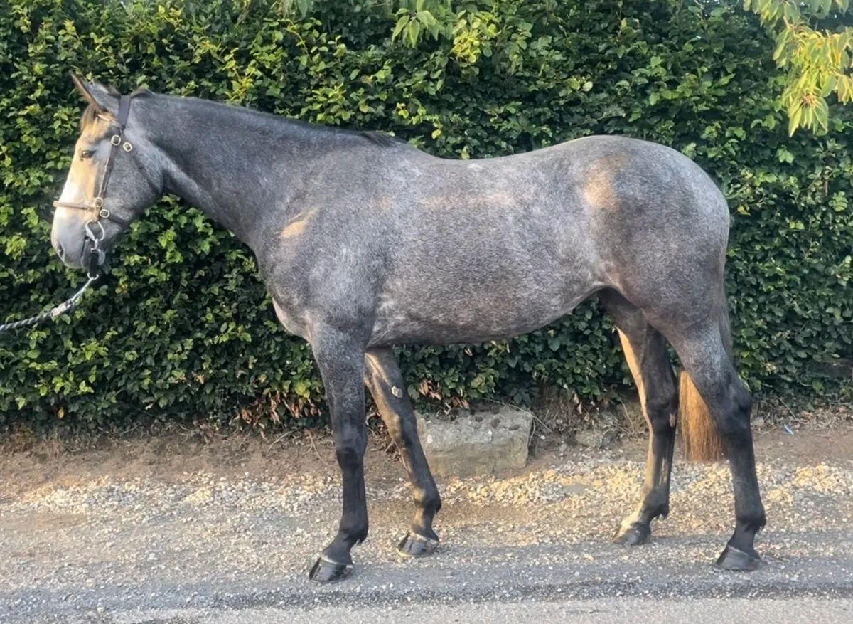 3 yr old Grey Mare - Image 2
