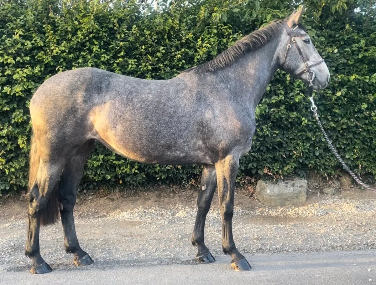 3 yr old Grey Mare - Image 3