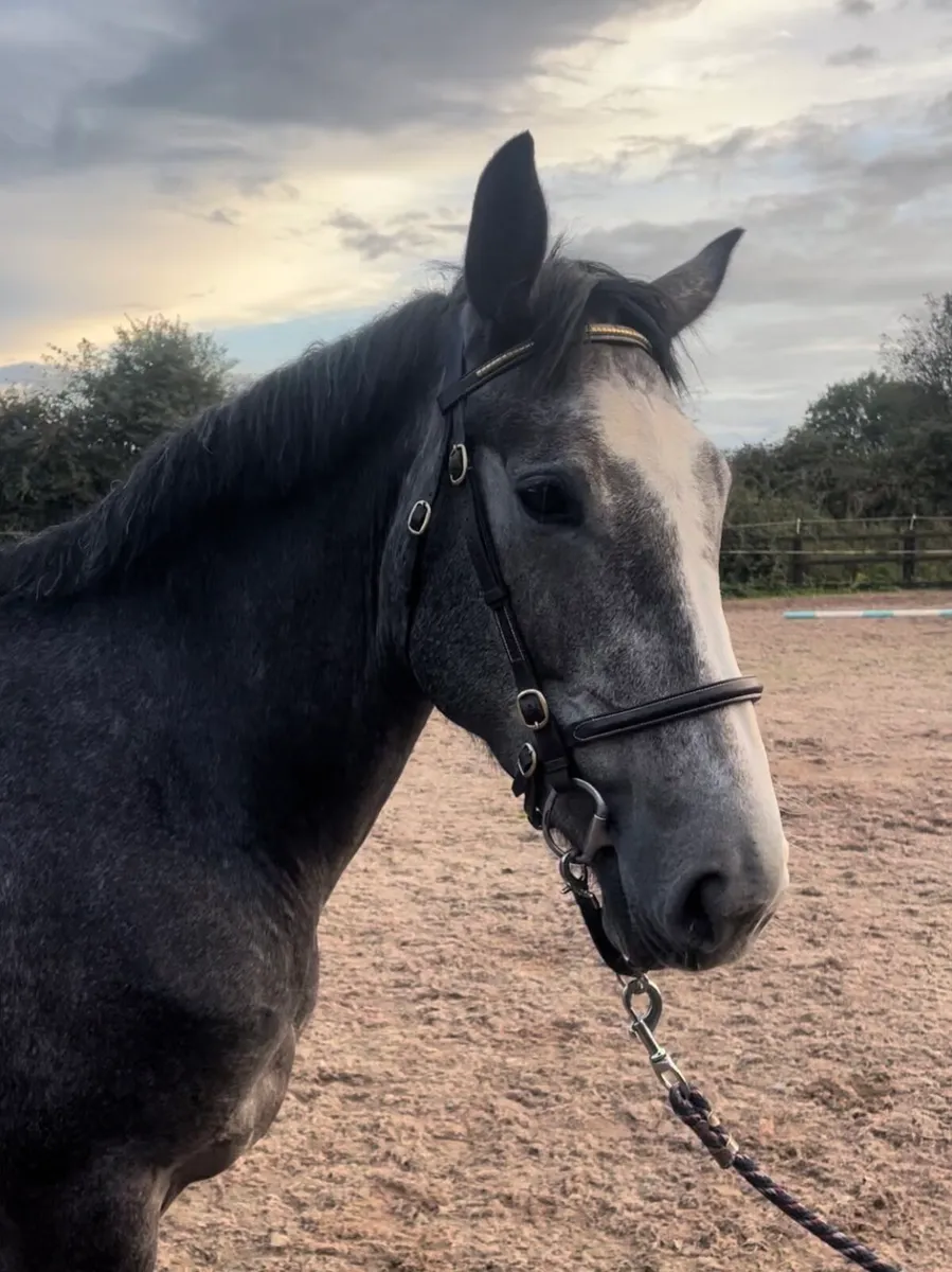 3 yr old Grey Mare - Image 4