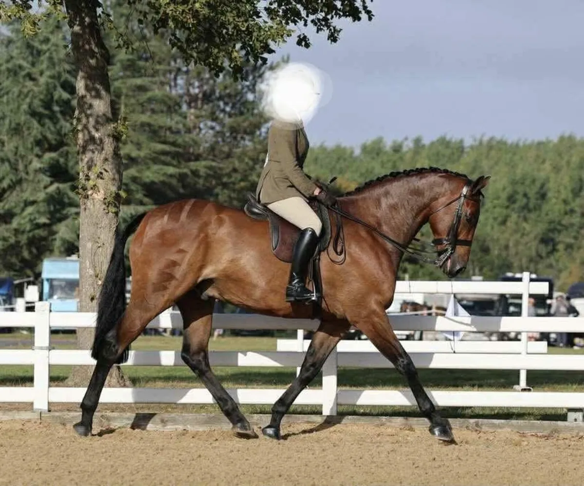 Dam of RDS winner and HOYS Ridden Hunter - Image 1
