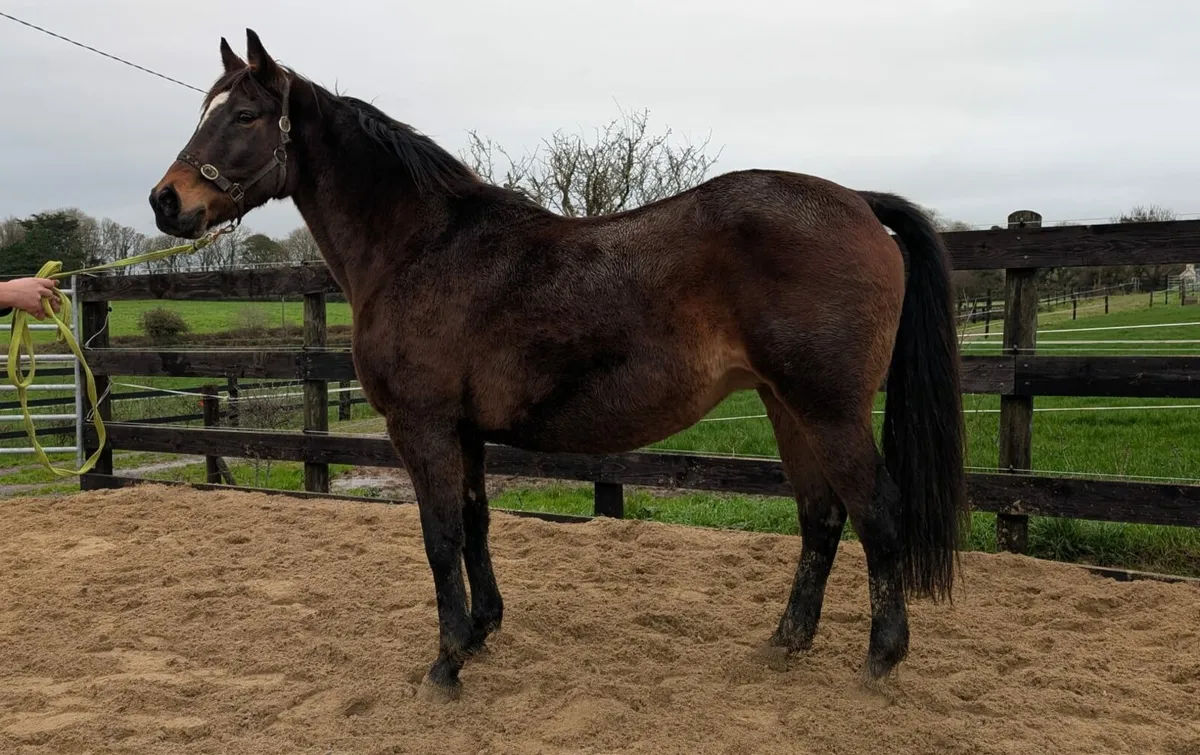 Dam of RDS winner and HOYS Ridden Hunter - Image 2