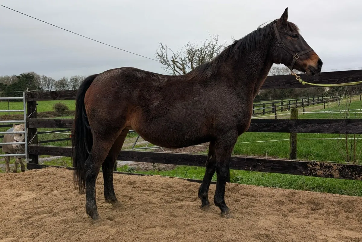 Dam of RDS winner and HOYS Ridden Hunter - Image 3