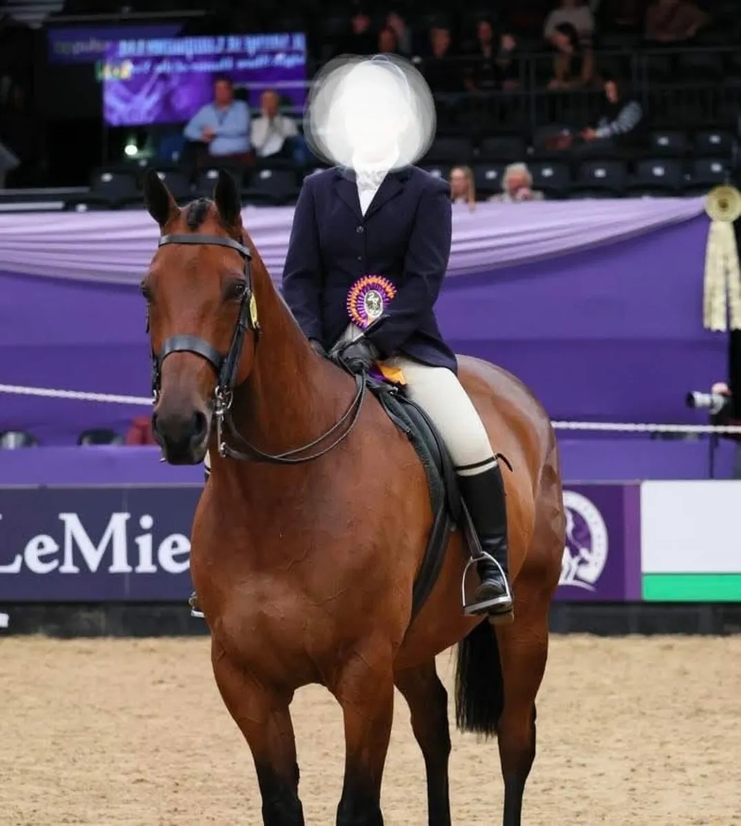 Dam of RDS winner and HOYS Ridden Hunter - Image 4
