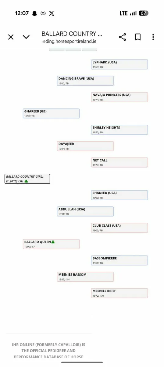 Dam of RDS winner and HOYS Ridden Hunter - Image 3
