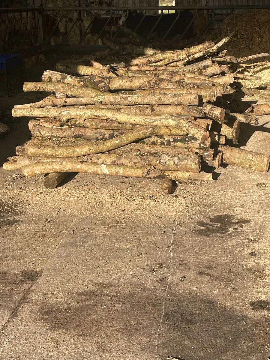 Ash timber - Image 1