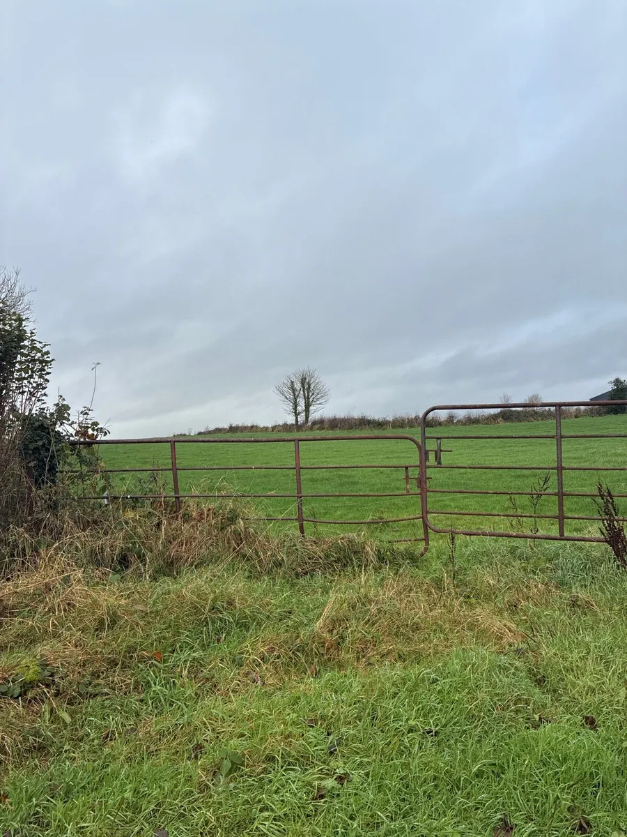 Grazing wanted for horses