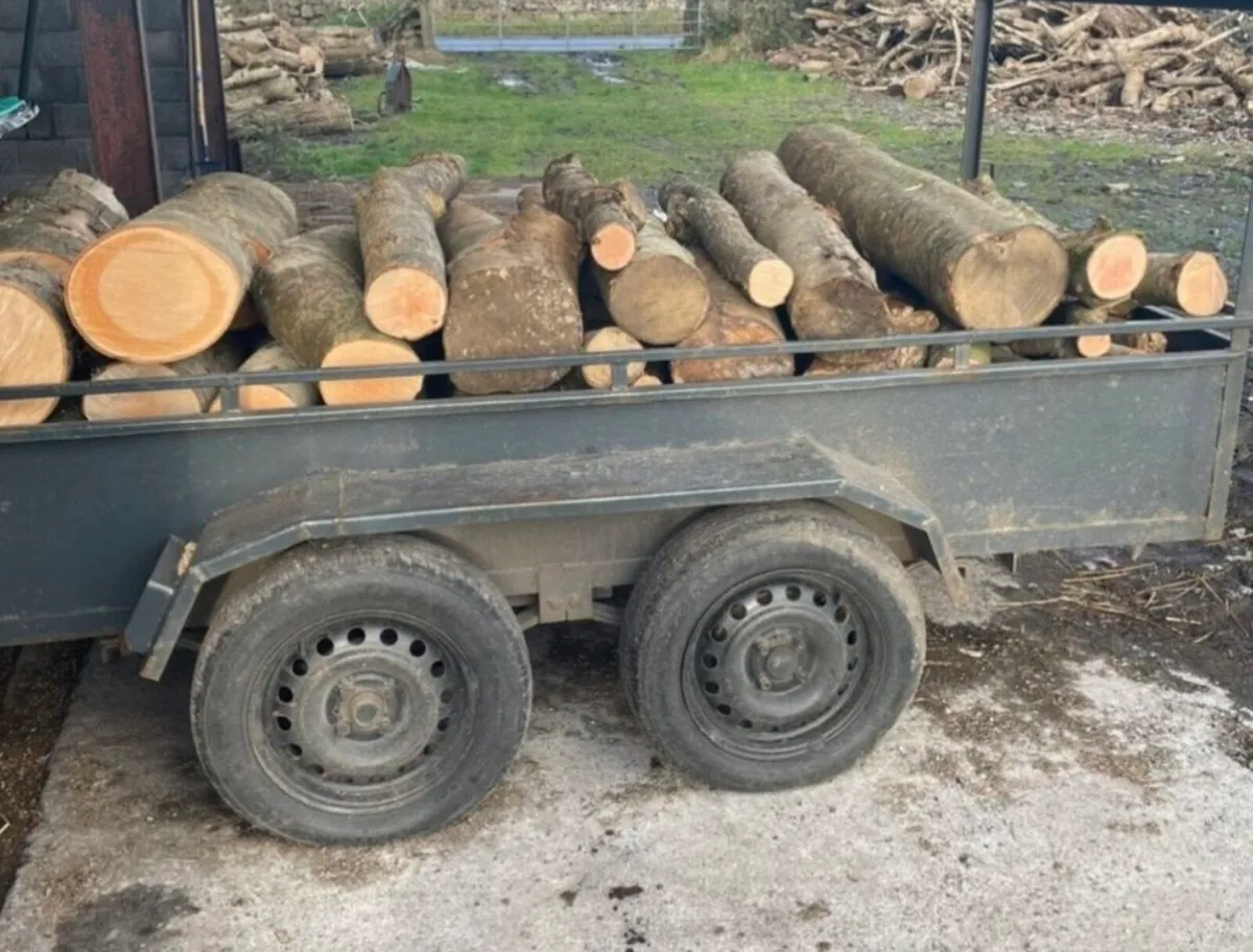 Ash timber - Image 2