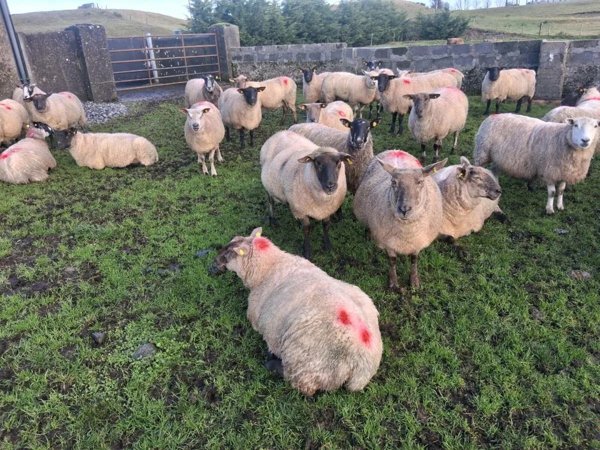 Organic inlamb ewes - Image 1