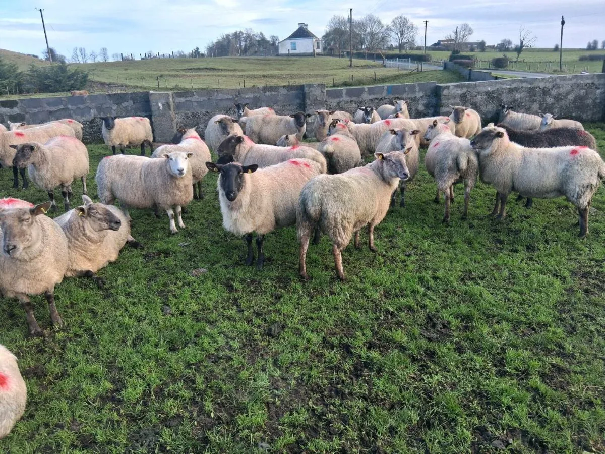 Organic inlamb ewes - Image 2