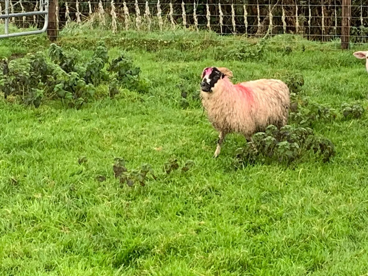 Store lambs - Image 1