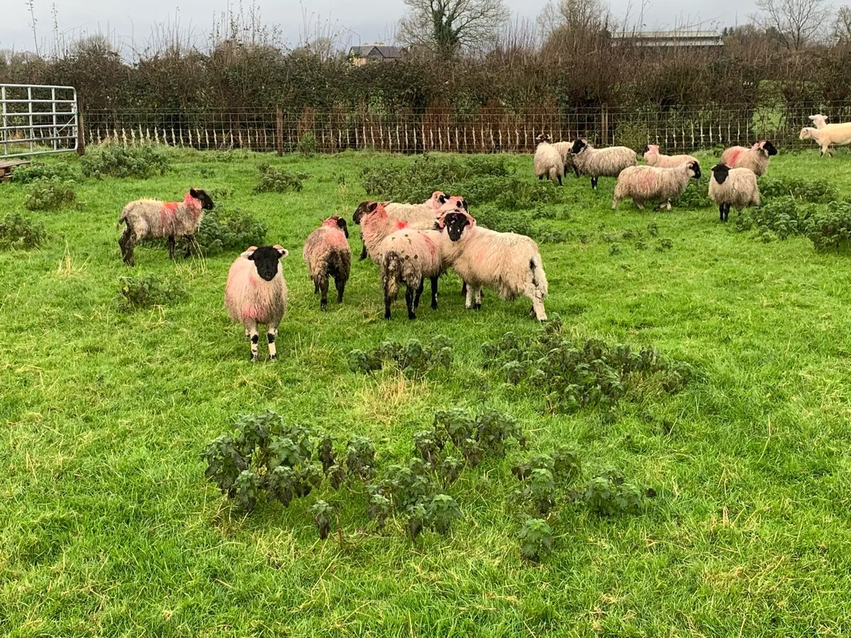 Store lambs - Image 3