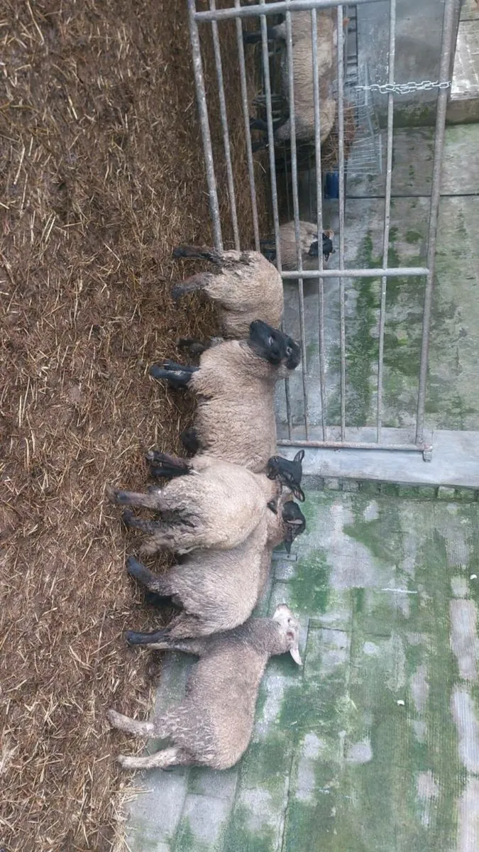 Suffolk stores - Image 1