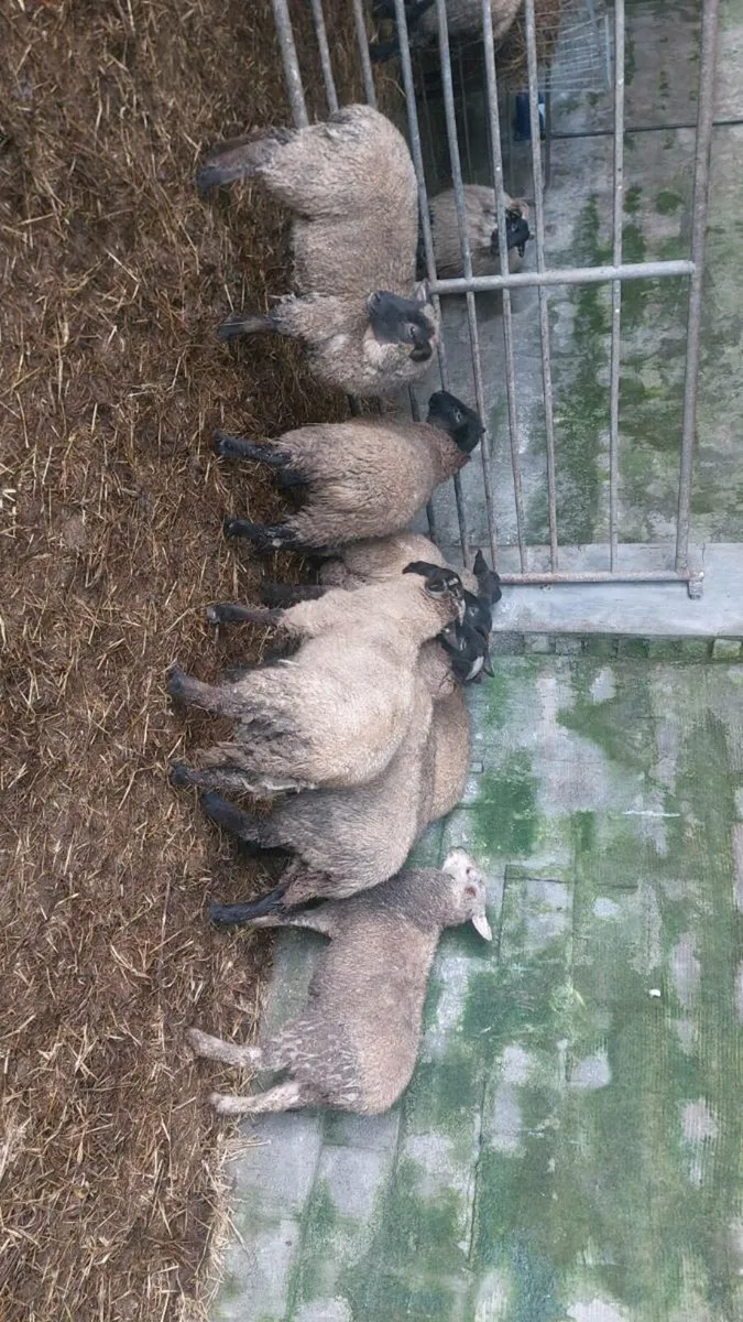 Suffolk stores - Image 2