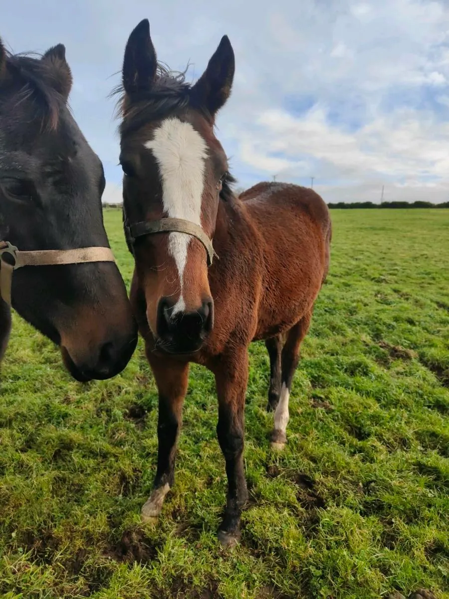 Thoroughbred fillies - Image 1