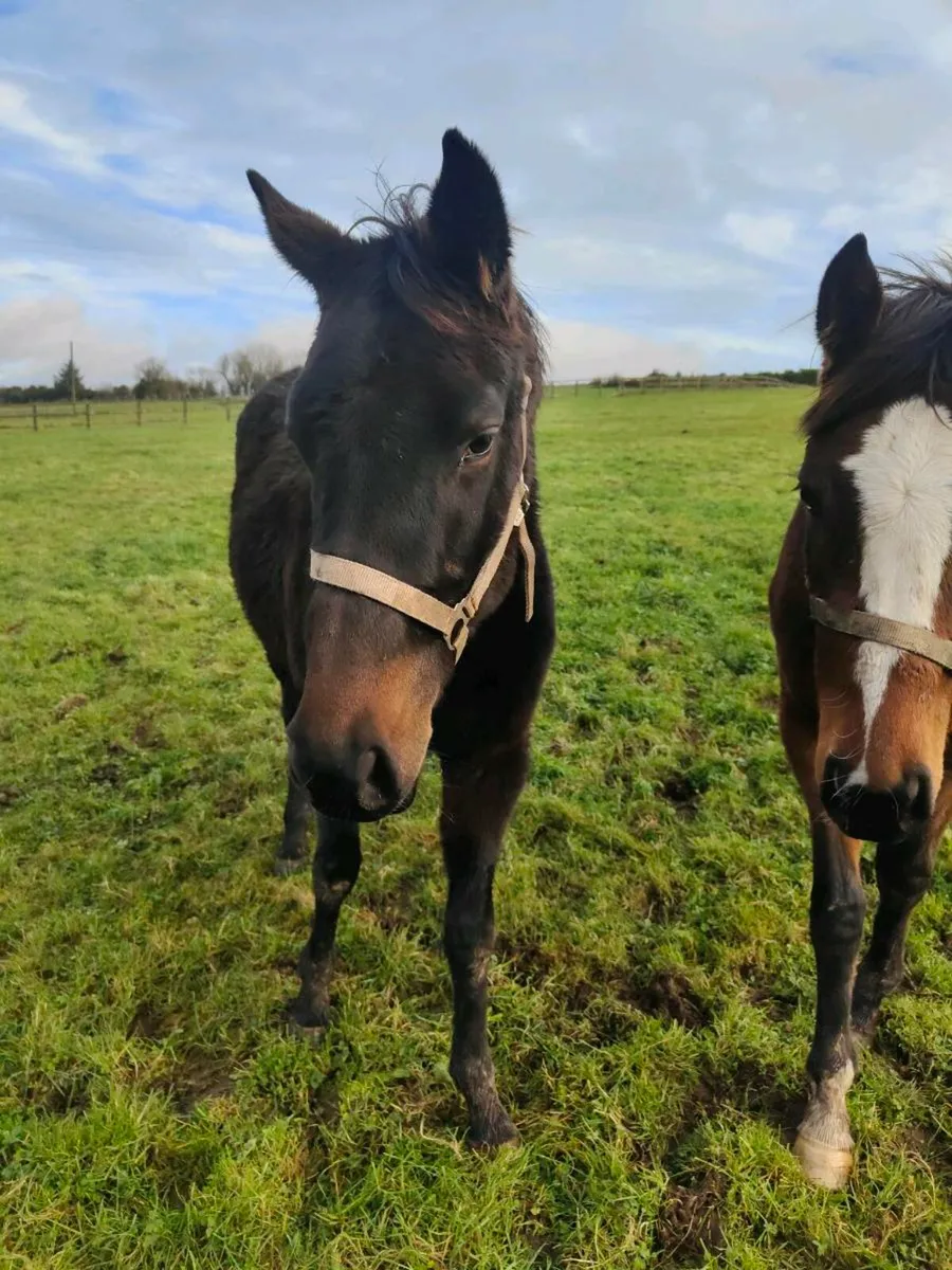 Thoroughbred fillies - Image 2