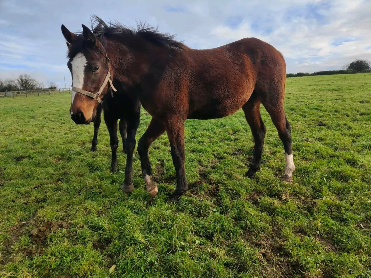 Thoroughbred fillies - Image 3